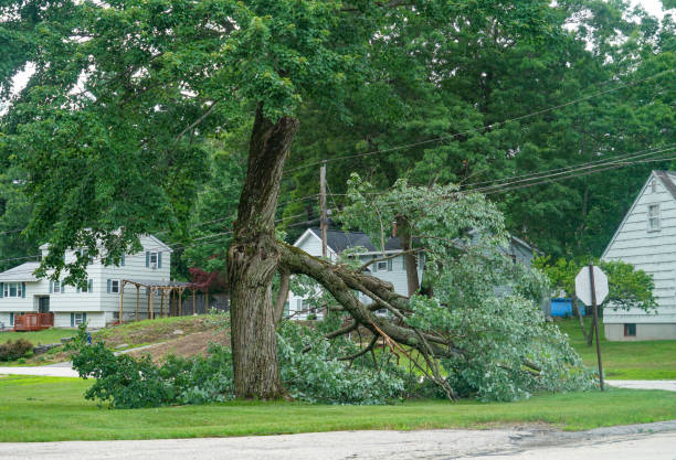 Tree Health Inspection in Braddock Hills, PA